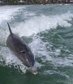 Barefoot Bubba's Kayak Rentals and Shop-Harbor Island必去景点