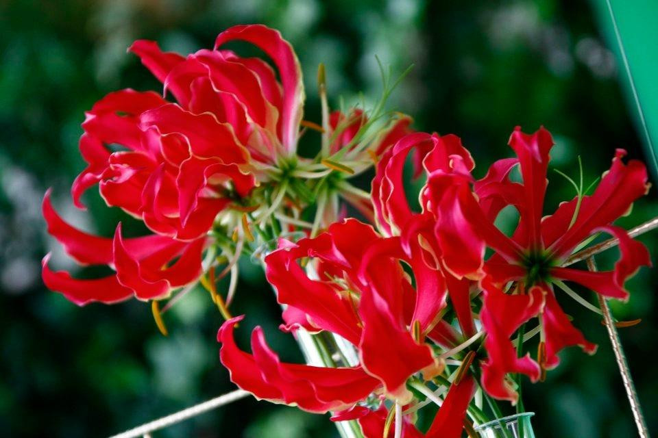 Bouquet Boutique -Fleuriste--San Daniele del Friuli必去景点