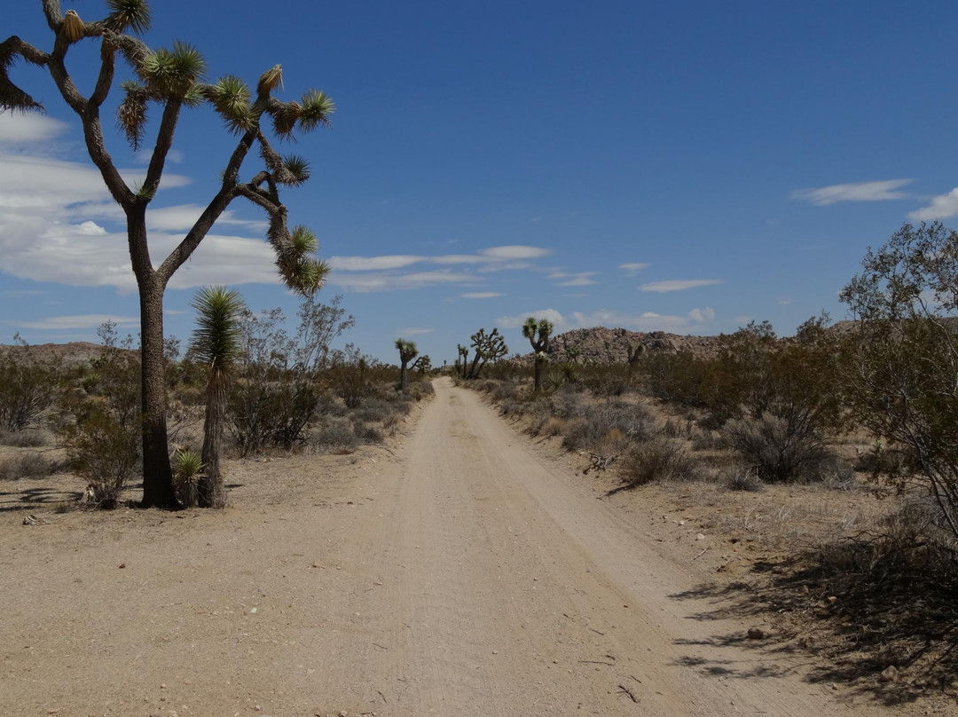 Queen Valley Road-约书亚树国家公园必去景点