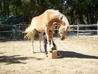 Ferme Equestre la Teuliere景点图片