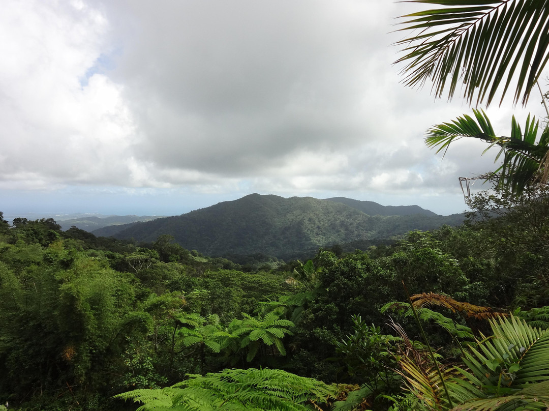 El Yunque National Forest景点图片