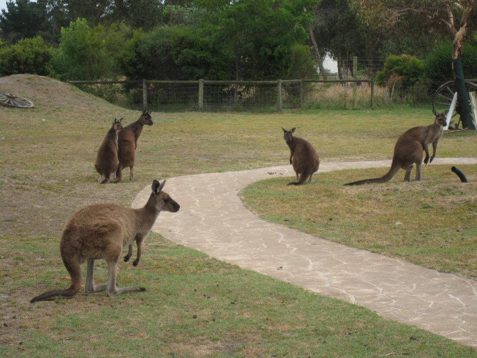 Maru Koala and Animal Park景点图片