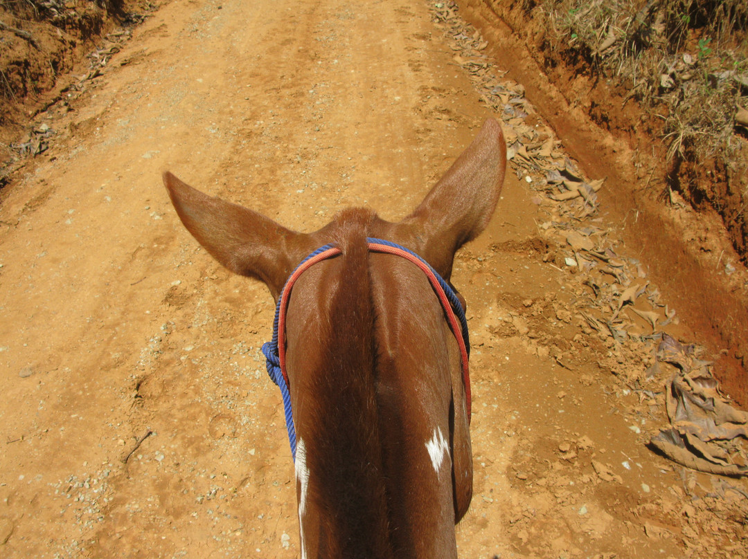 Indiana Horse Project景点图片