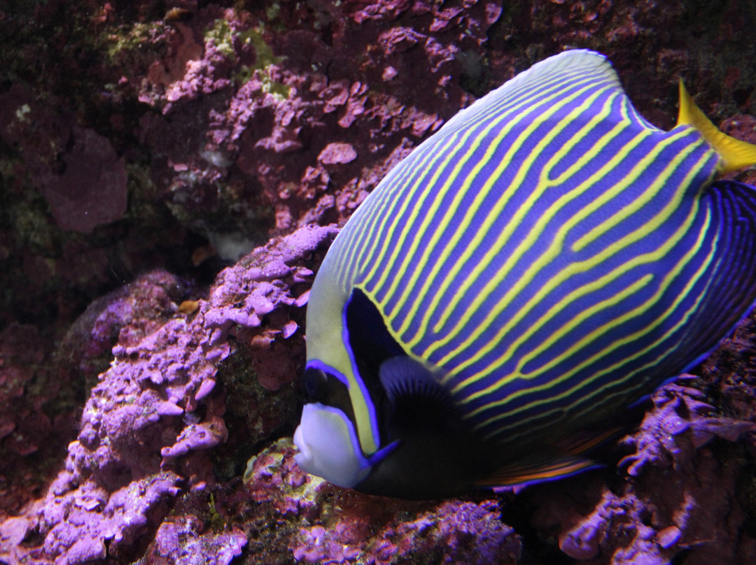 Aquarium景点图片