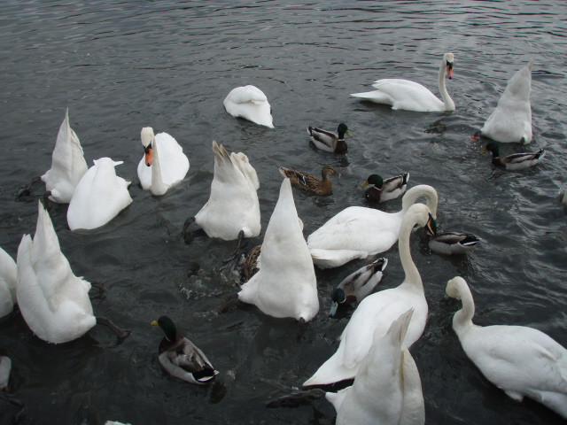 RSPB Fairburn Ings nature reserve景点图片