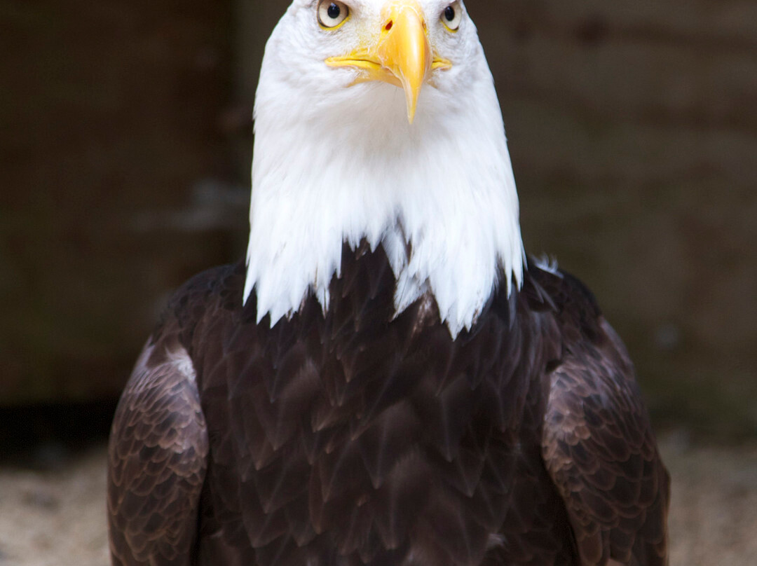 Cotswold Falconry Centre-莫顿因马什必去景点