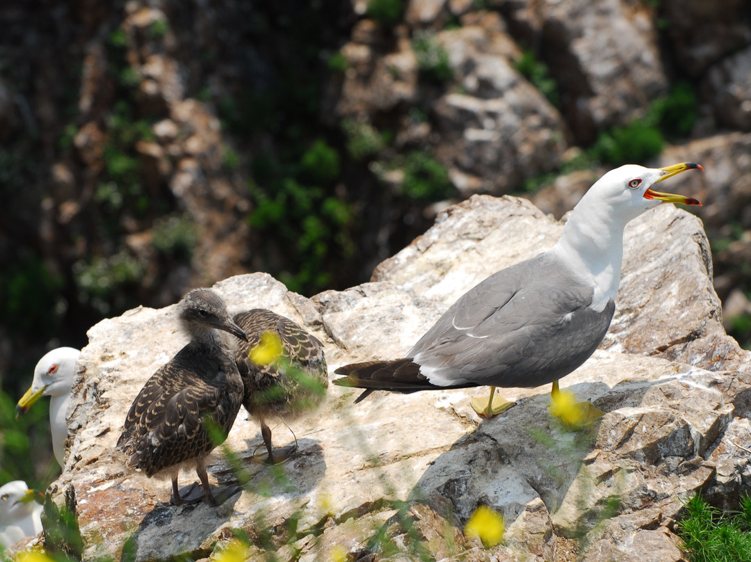 海驴岛-荣成市必去景点