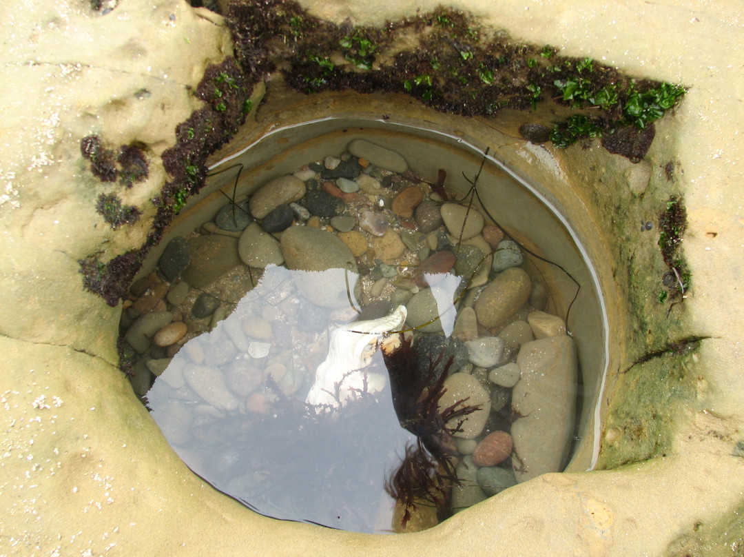Cabrillo Tide Pools-圣地亚哥必去景点