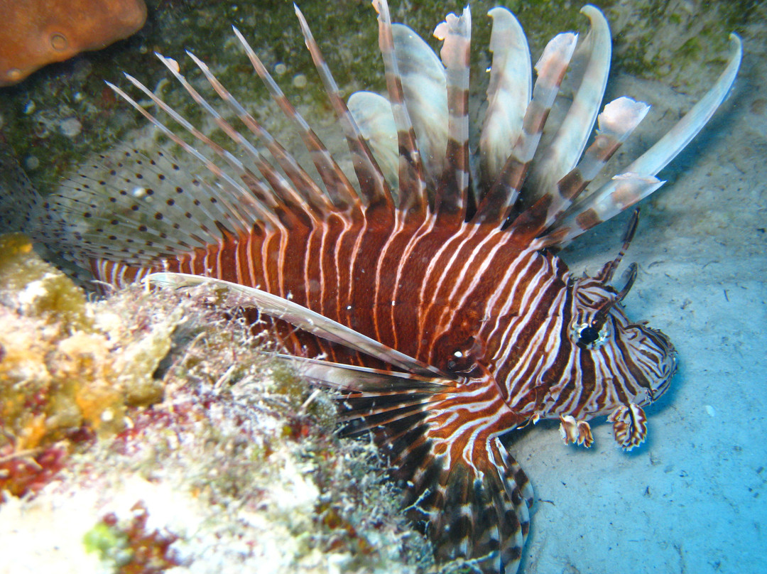 Flamingo Divers-普罗维登西亚莱斯必去景点