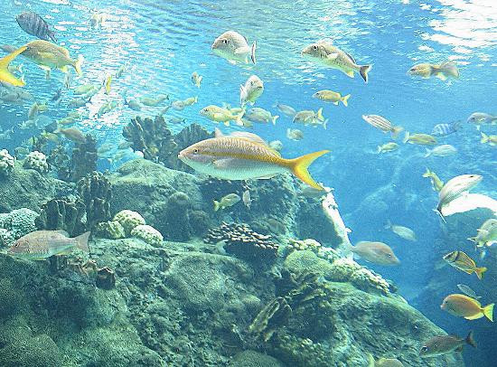 佛罗里达水族馆-坦帕必去景点