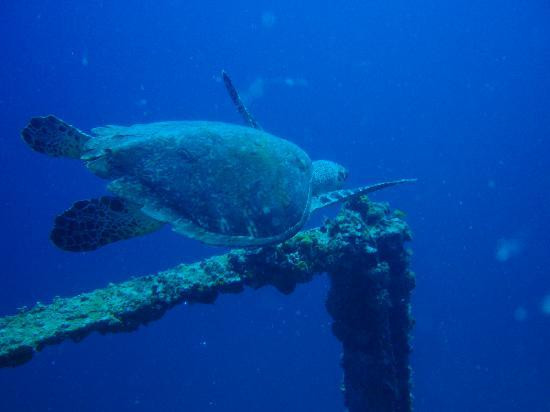 Blue Island DIvers-圣 托马斯必去景点