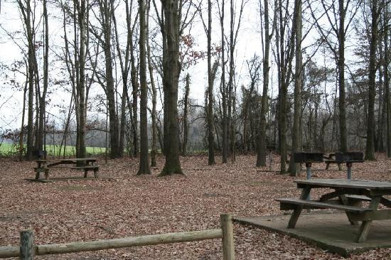 Big Cypress Tree State Park-Greenfield必去景点