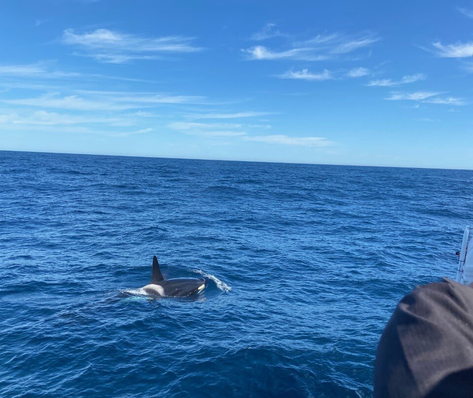 Bremer Canyon Killer whale Expeditions-Bremer Bay必去景点