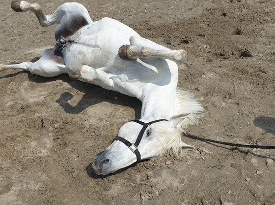 Beach Piemanson-Salin de Giraud必去景点