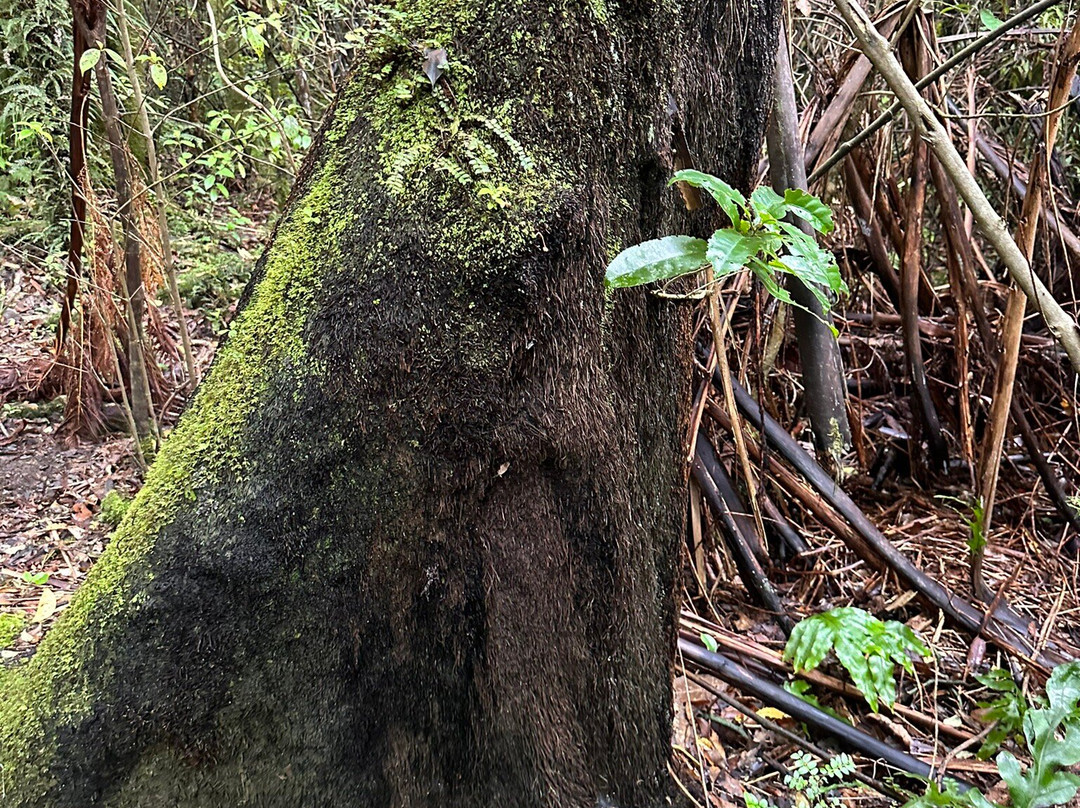 Pakuratahi Forest景点图片