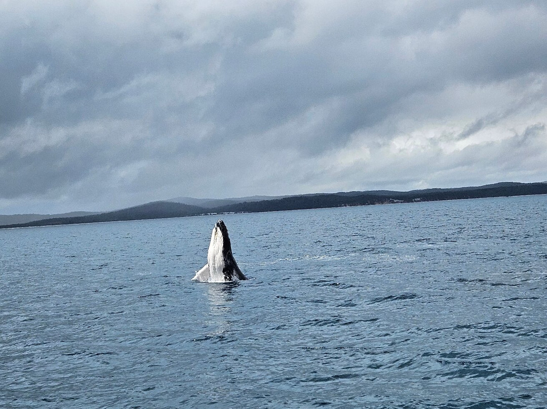 Tasman Venture - Day Tours-赫维湾必去景点