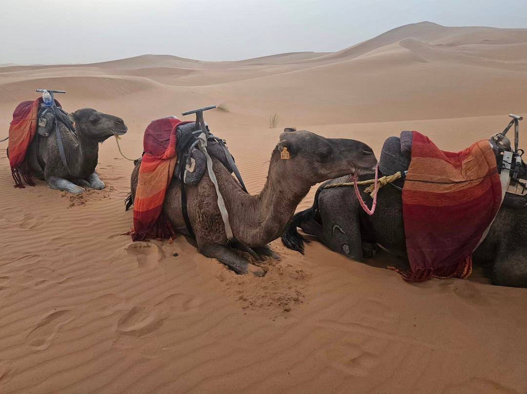 Safaries Tours-卡萨布兰卡必去景点