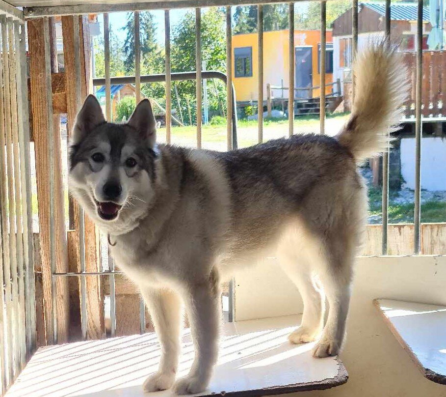 La Ferme des Chiens de Traineaux Aillons Margeriaz-Aillon-le-Jeune必去景点