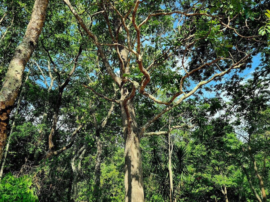 Santuario Vagafogo-Pirenopolis必去景点