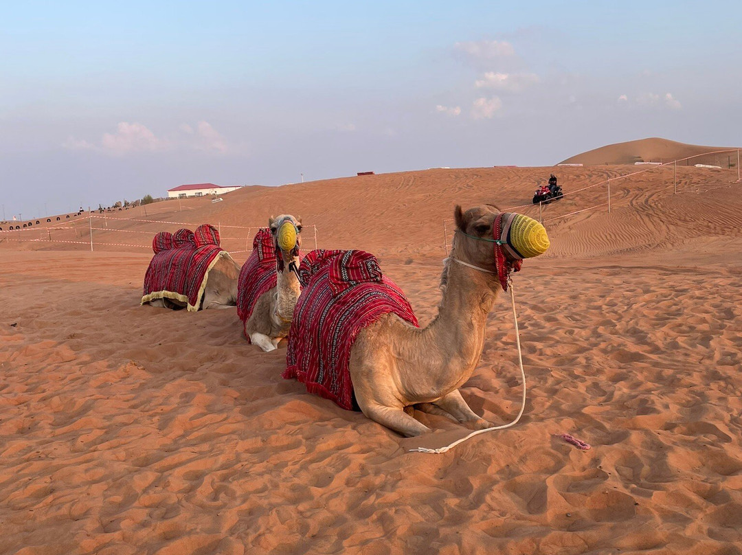 Desert Safari Dubai-迪拜必去景点