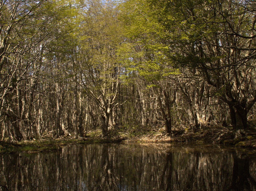 Reserva nacional Magallanes-蓬塔阿雷纳斯必去景点