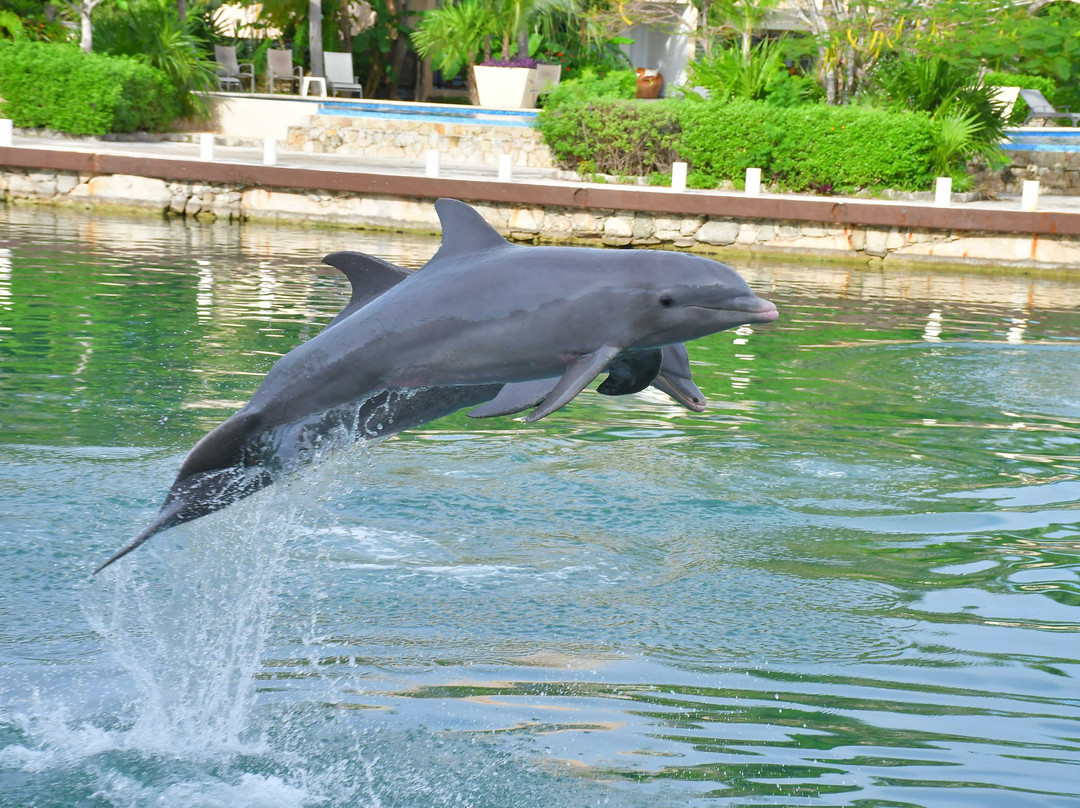 Dolphin Discovery Dreams Puerto Aventuras-阿范特拉斯港必去景点