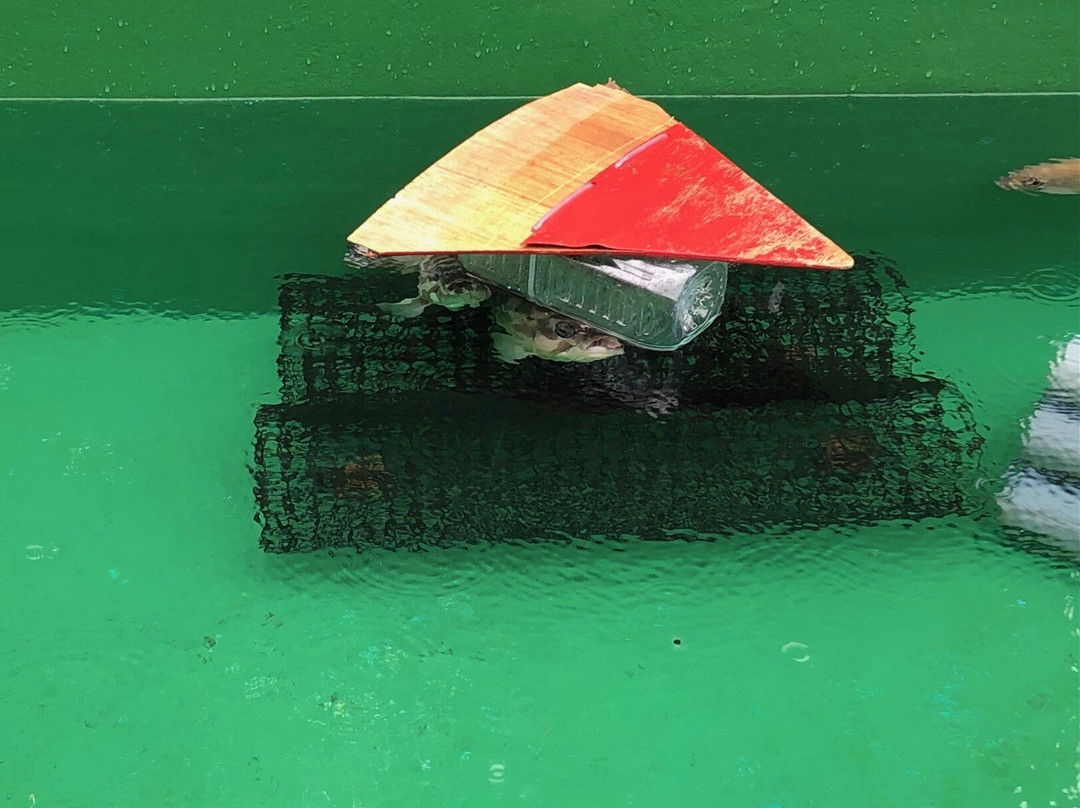 Ogasawara Marine Product Center-Chichi-jima必去景点