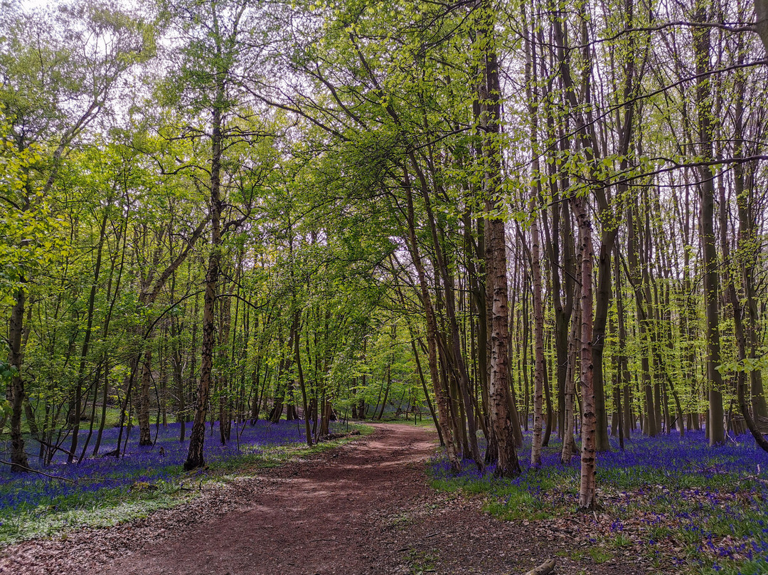 Weald Country Park景点图片