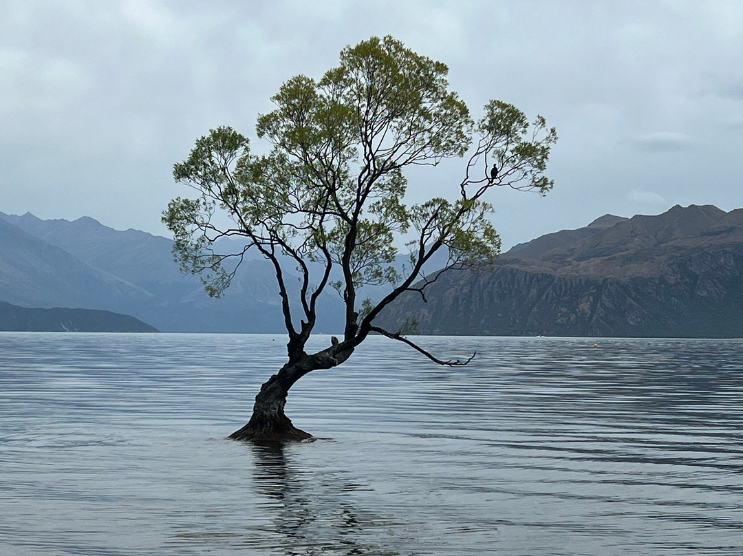 That Wanaka Tree-瓦纳卡必去景点