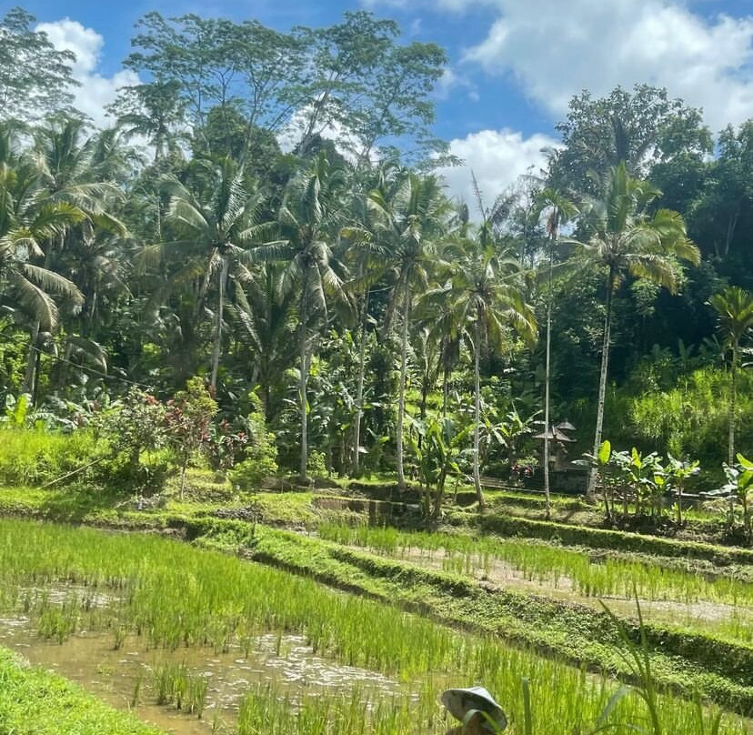 Miso Bali Tour景点图片