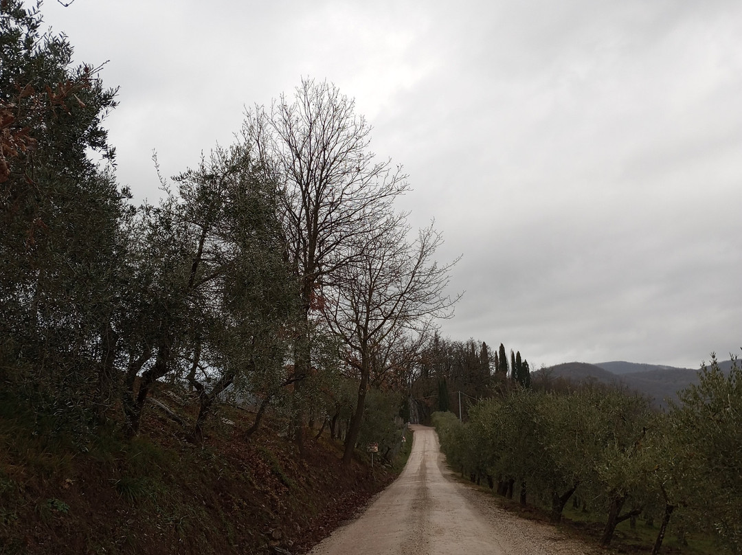 Lionforti da Vico主图