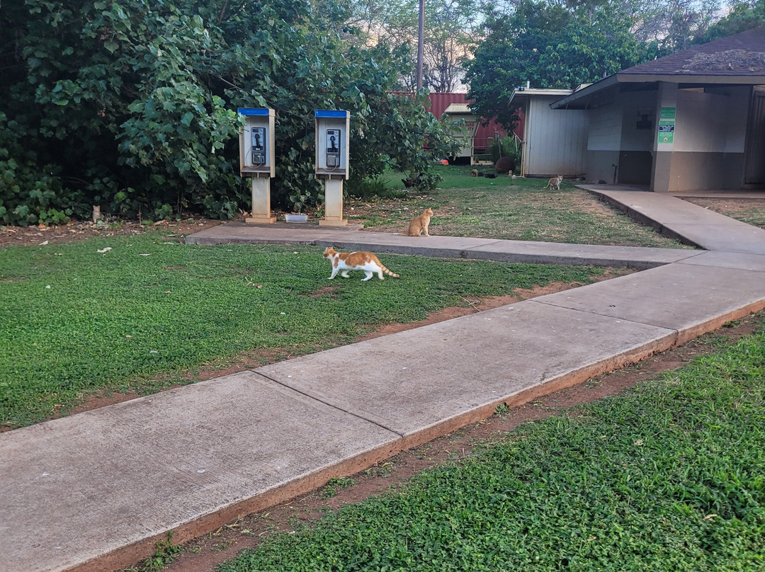 Kanaha Beach Park-卡胡卢伊必去景点