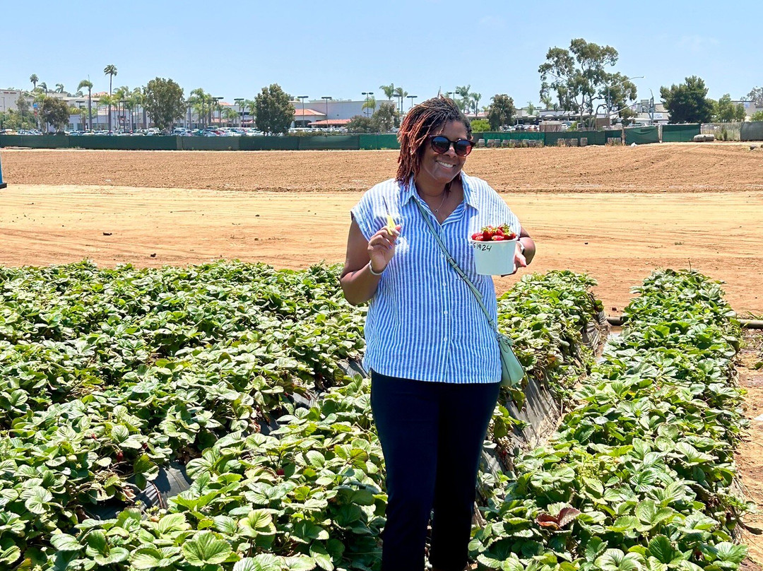 U-Pick Carlsbad Strawberry Company-卡尔斯巴德必去景点