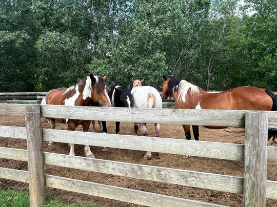 Shenandoah Riding Center-加利纳必去景点
