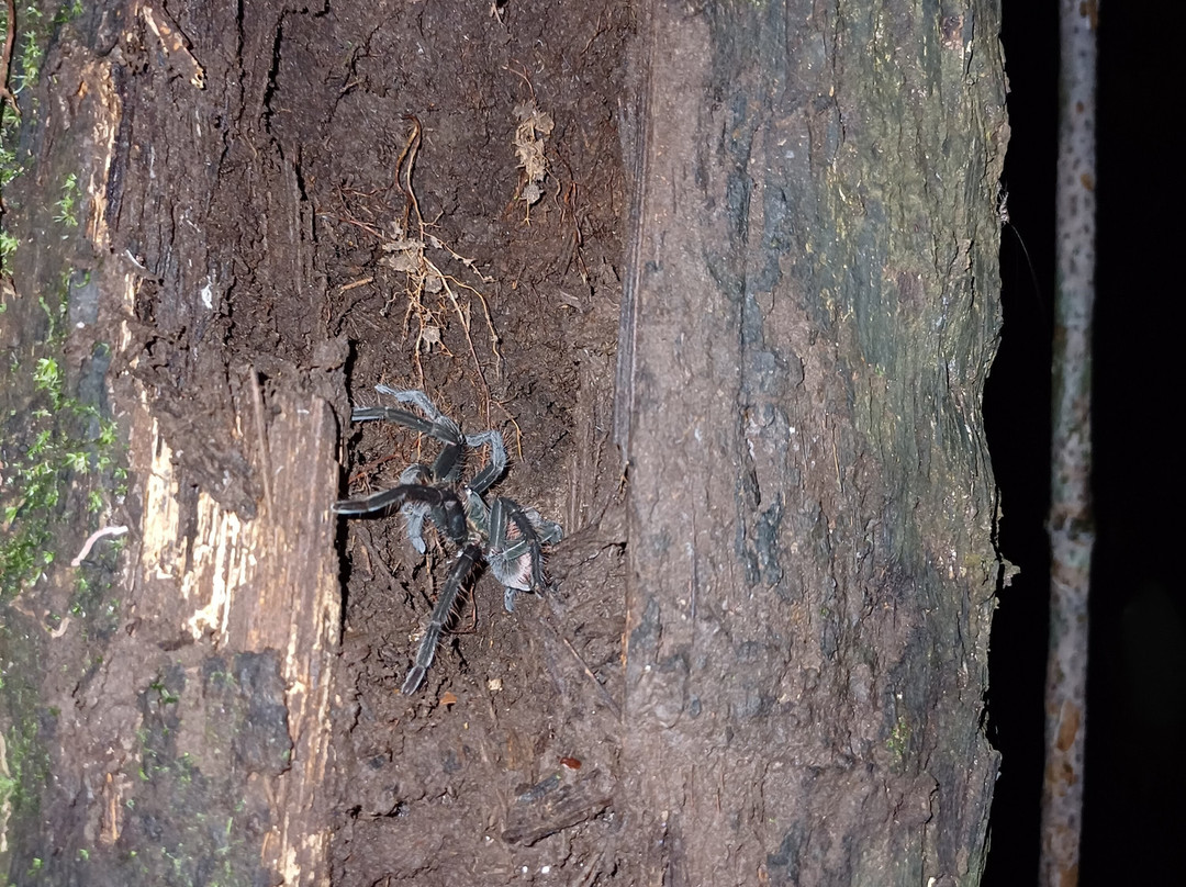 Amazon Explorer-伊基托斯必去景点