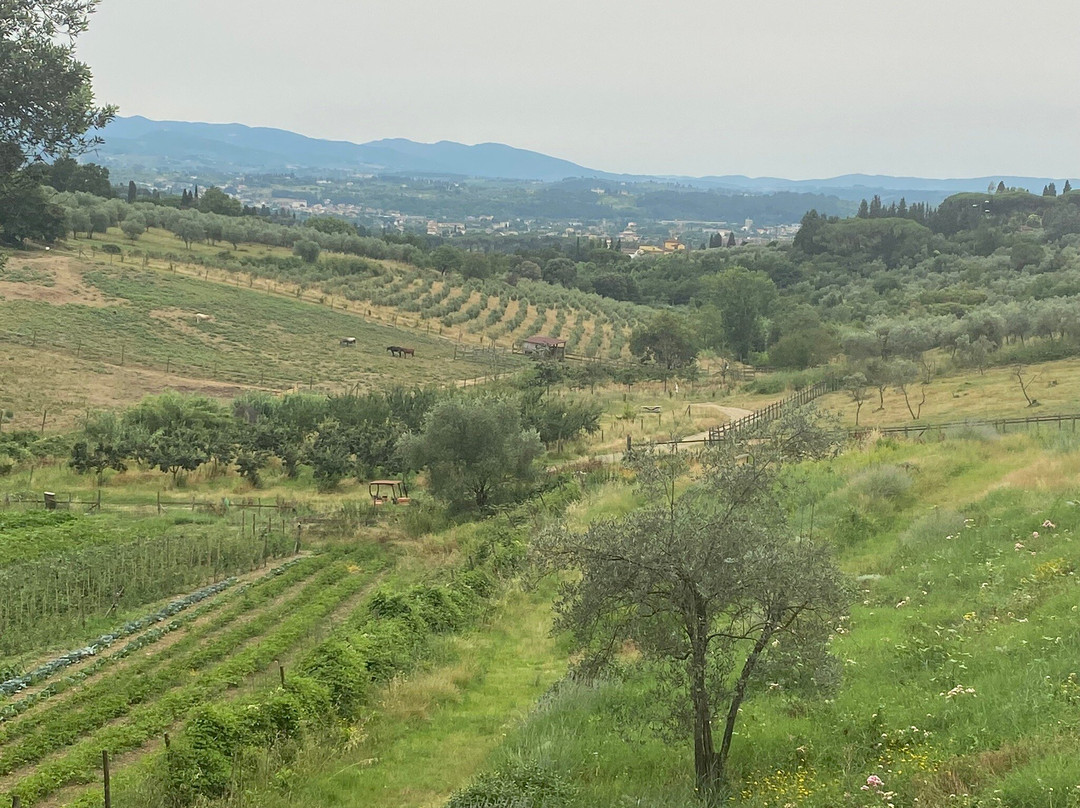 Fattoria di Maiano-菲耶索莱必去景点