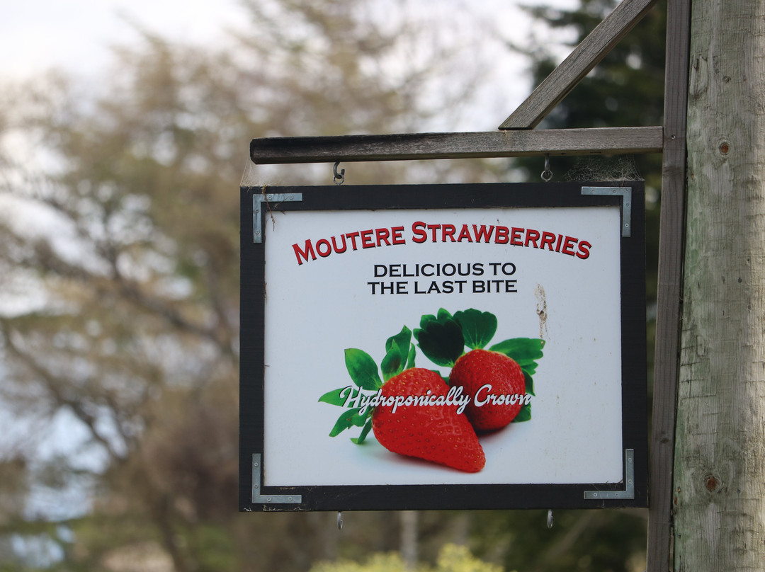 Moutere Strawberries景点图片