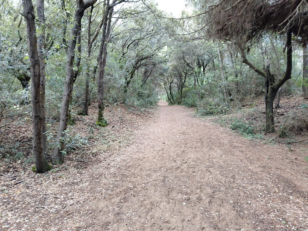 Rimigliano Coastal Park景点图片