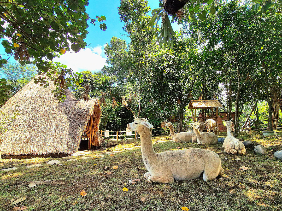 Pacha Alpaca-Beraban必去景点