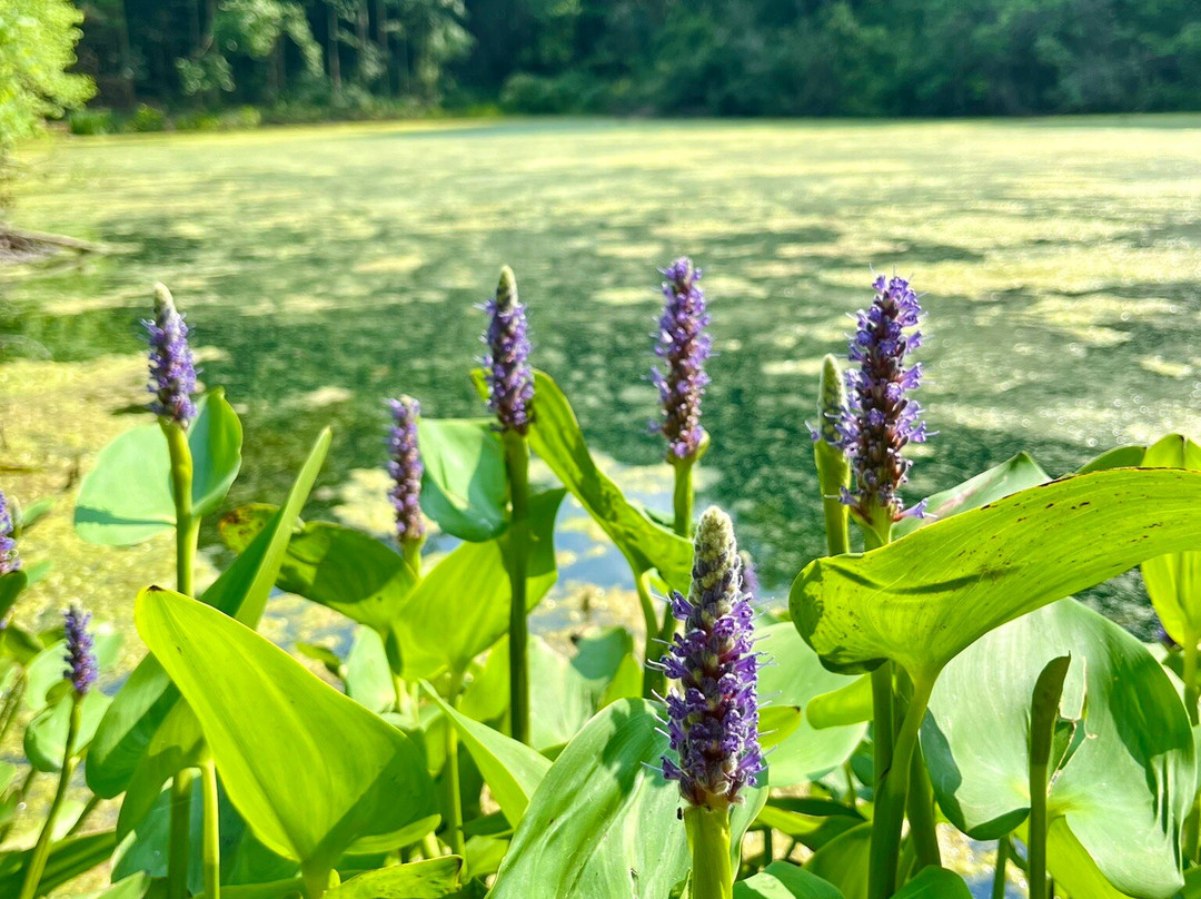 F.A. Seiberling Nature Realm-阿克伦必去景点