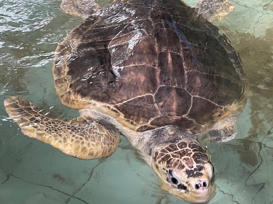 Galbokka Sea Turtle Hatchery景点图片