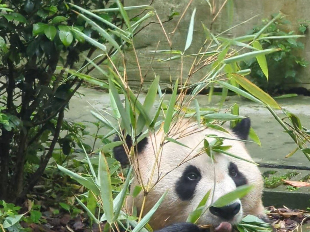 大熊猫谷-都江堰市必去景点