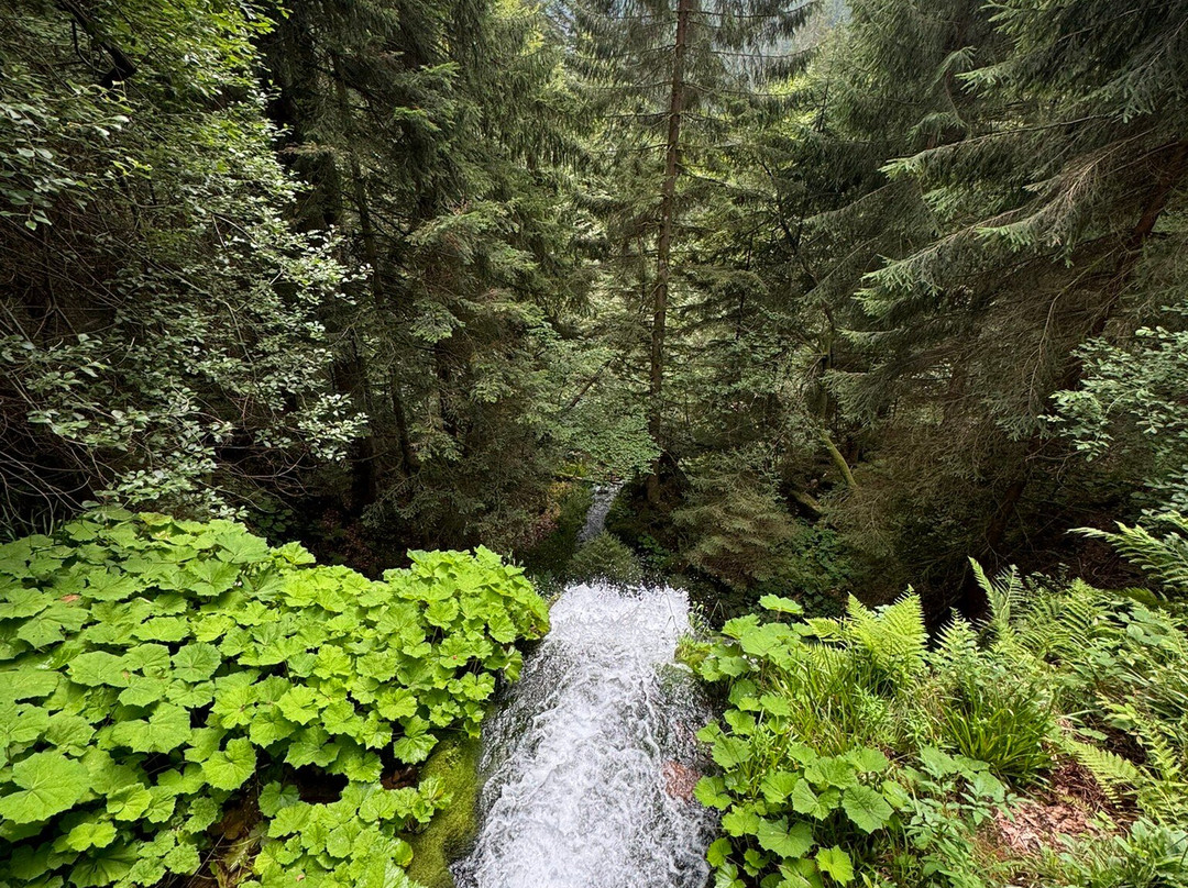Nationaal park Schwarzwald-Seebach必去景点
