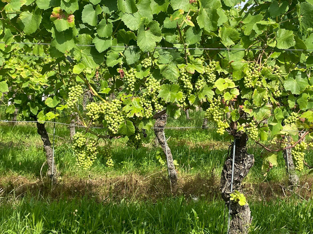 Weingut Kopp景点图片