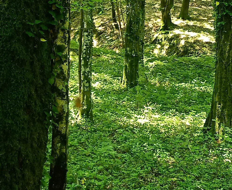 Centro Visita della Fauna Appenninica "O. Caporaso"景点图片