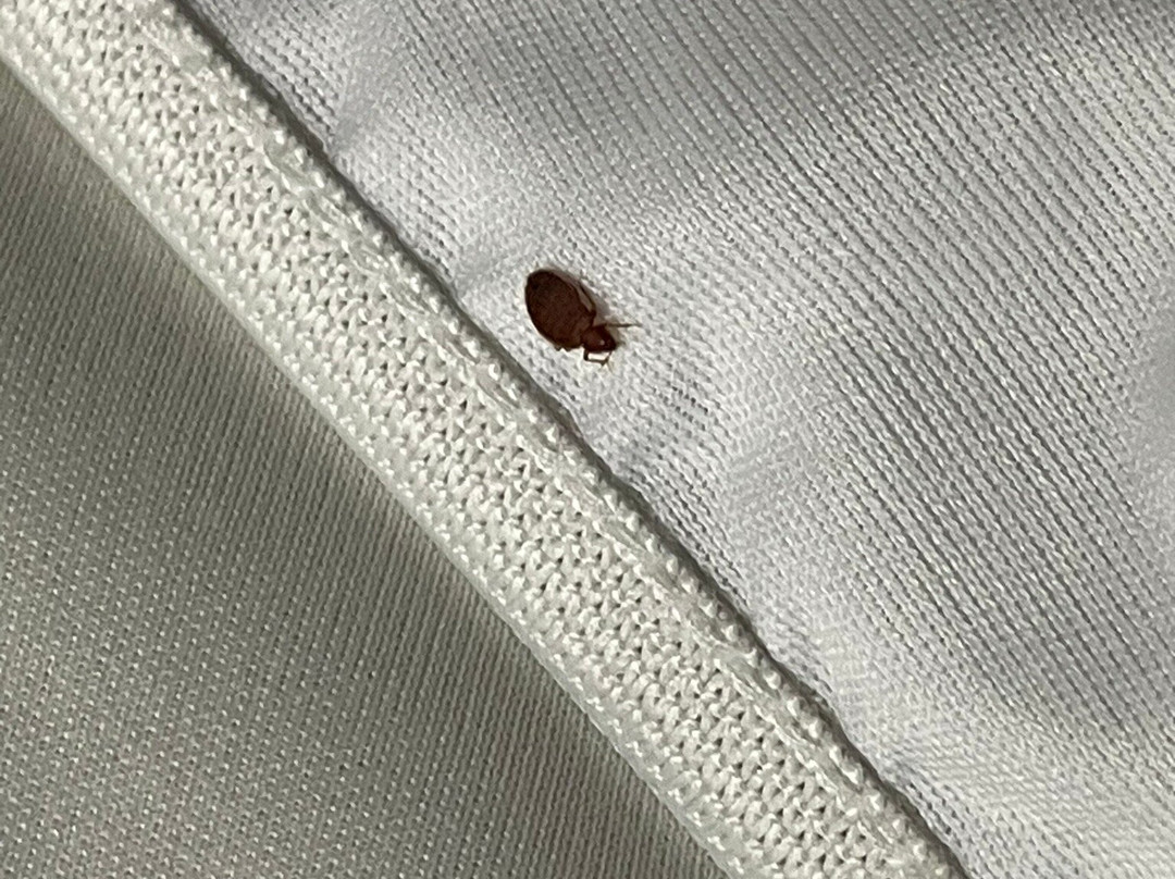 Days Inn by Wyndham Fultondale主图