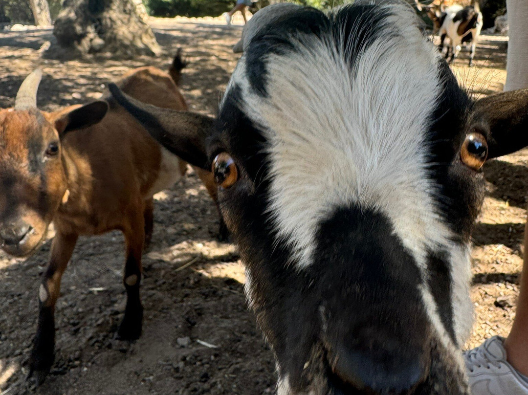 Kariofylli Farm-Lepetymnos必去景点