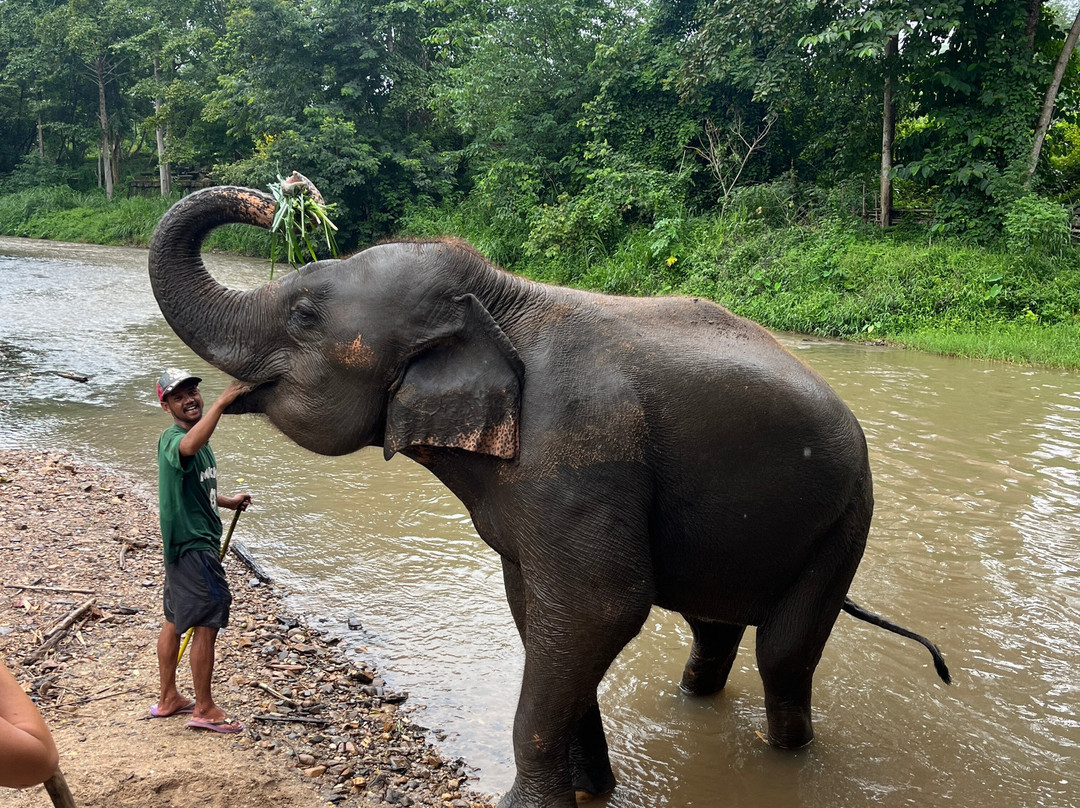The North of Thailand Elephant Camp-清迈必去景点