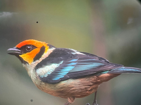 Birding Mindo Tours-明多必去景点