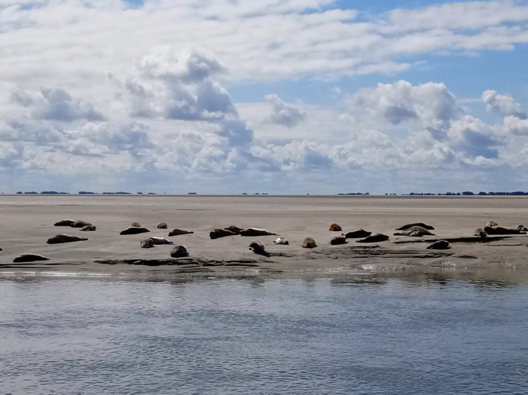 Les Phoques de la Baie d'Authie景点图片